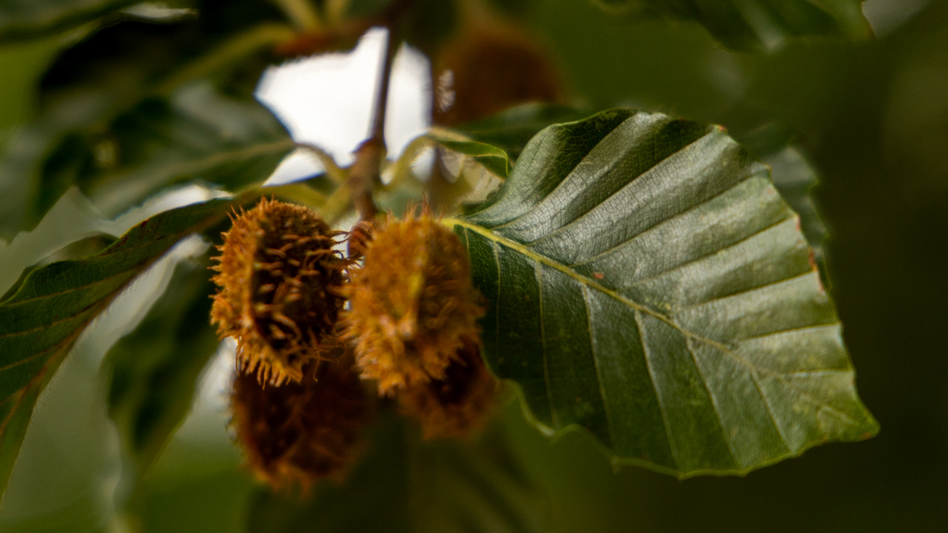 form or shape