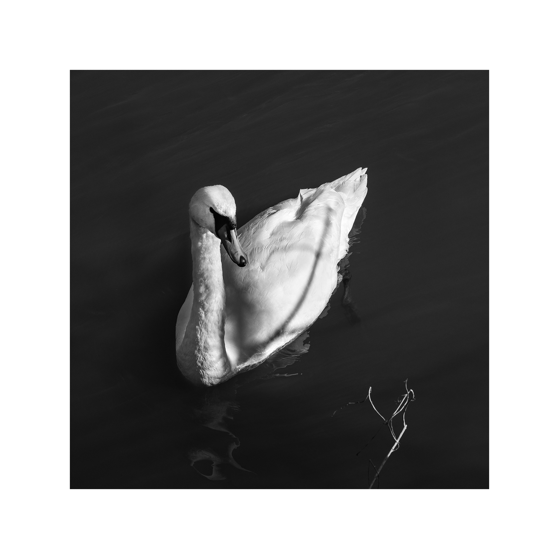 Swan, River Cherwell