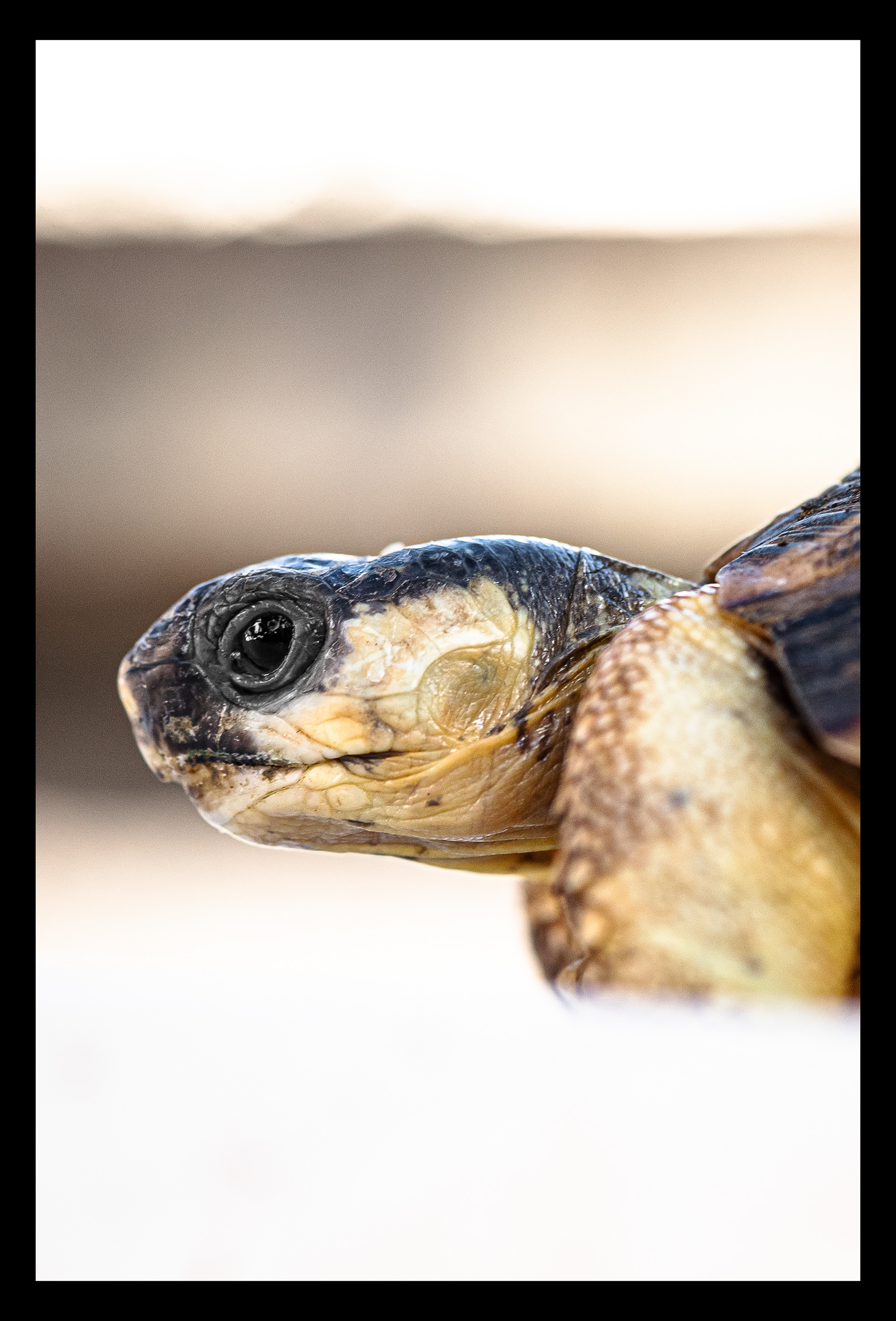 Tortue de terre - Ile de la Réunion