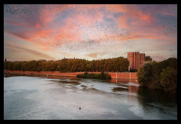 Migration - Toulouse