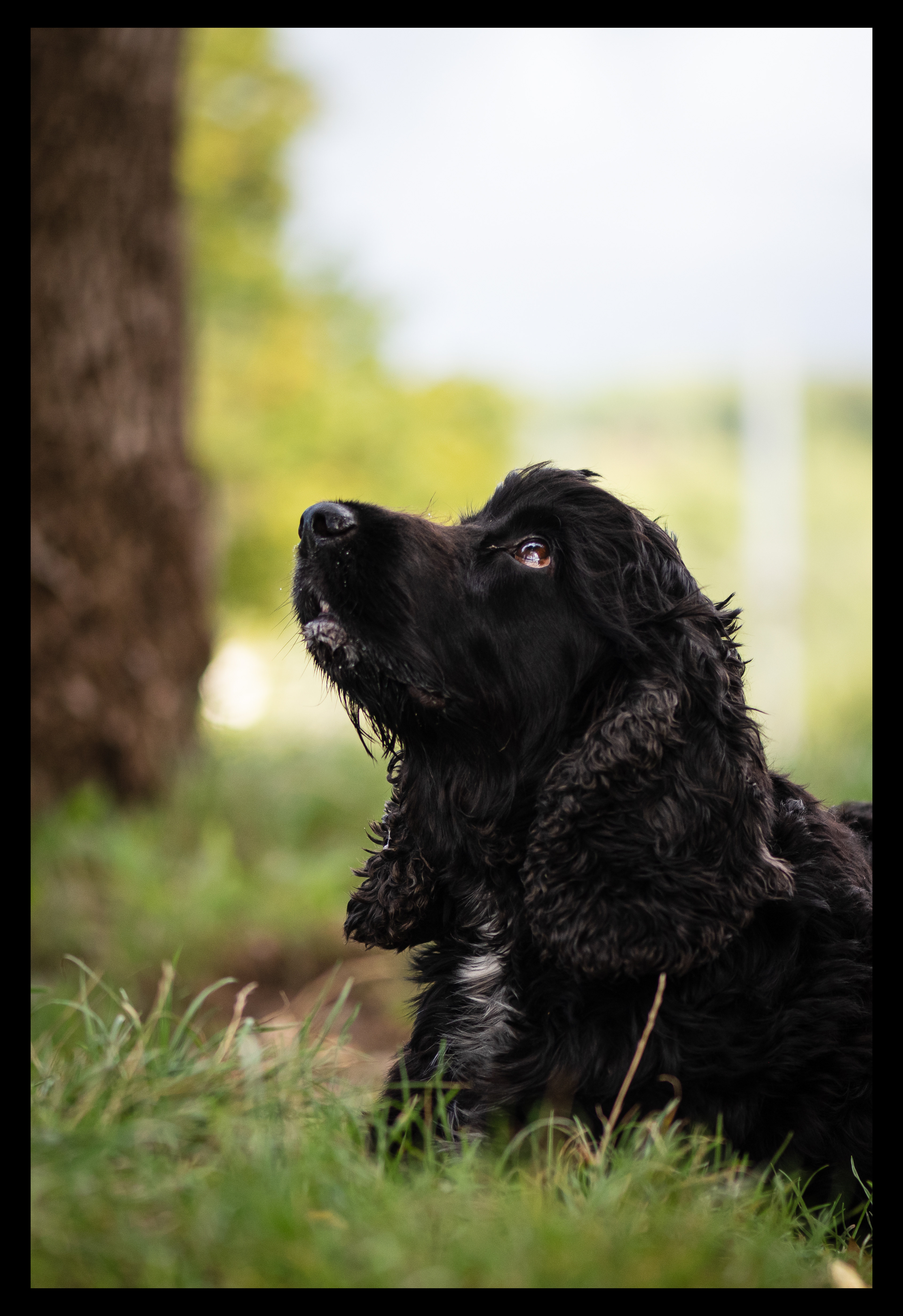 Cocker anglais - Tarn