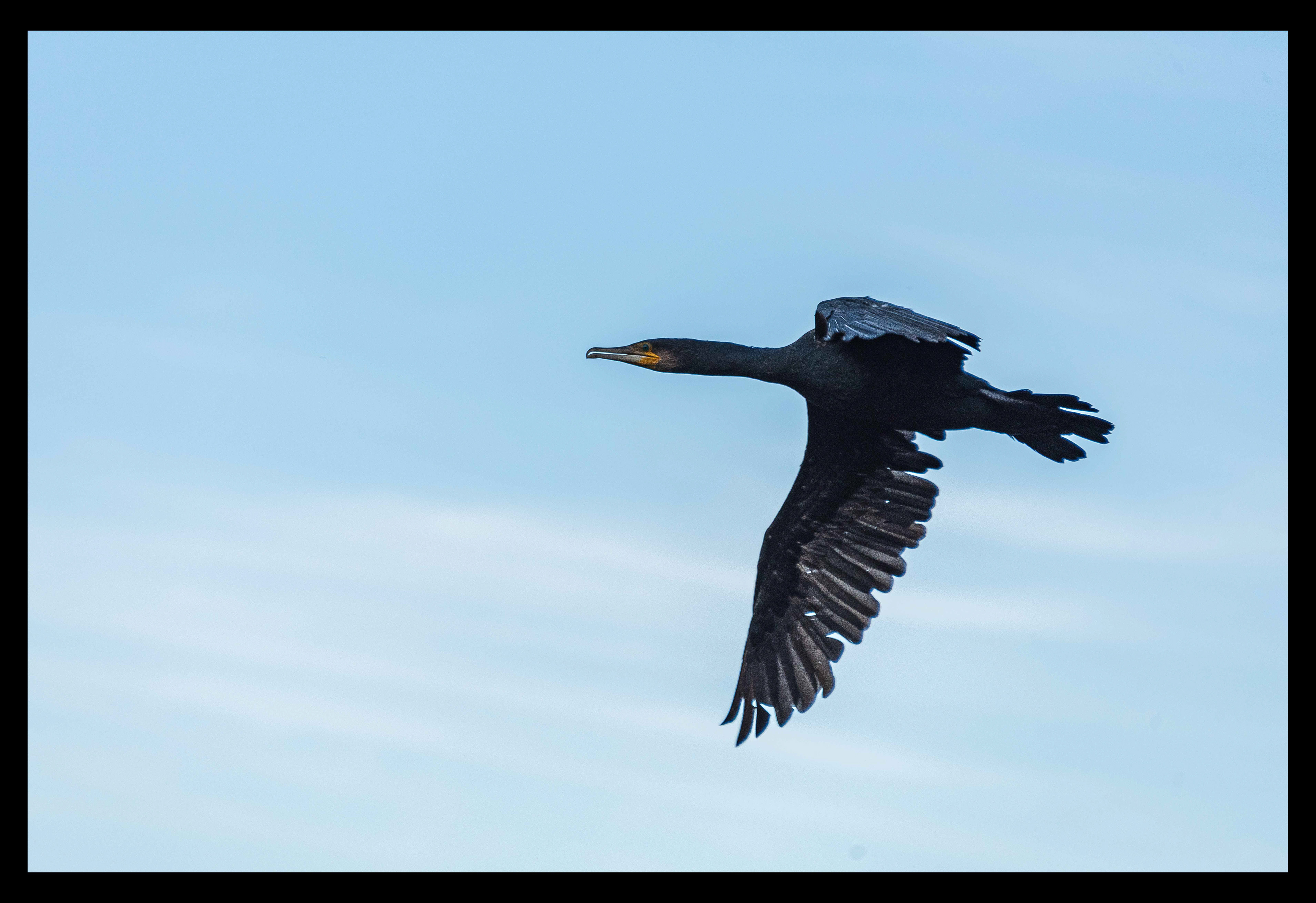 Cormoran - Garrone