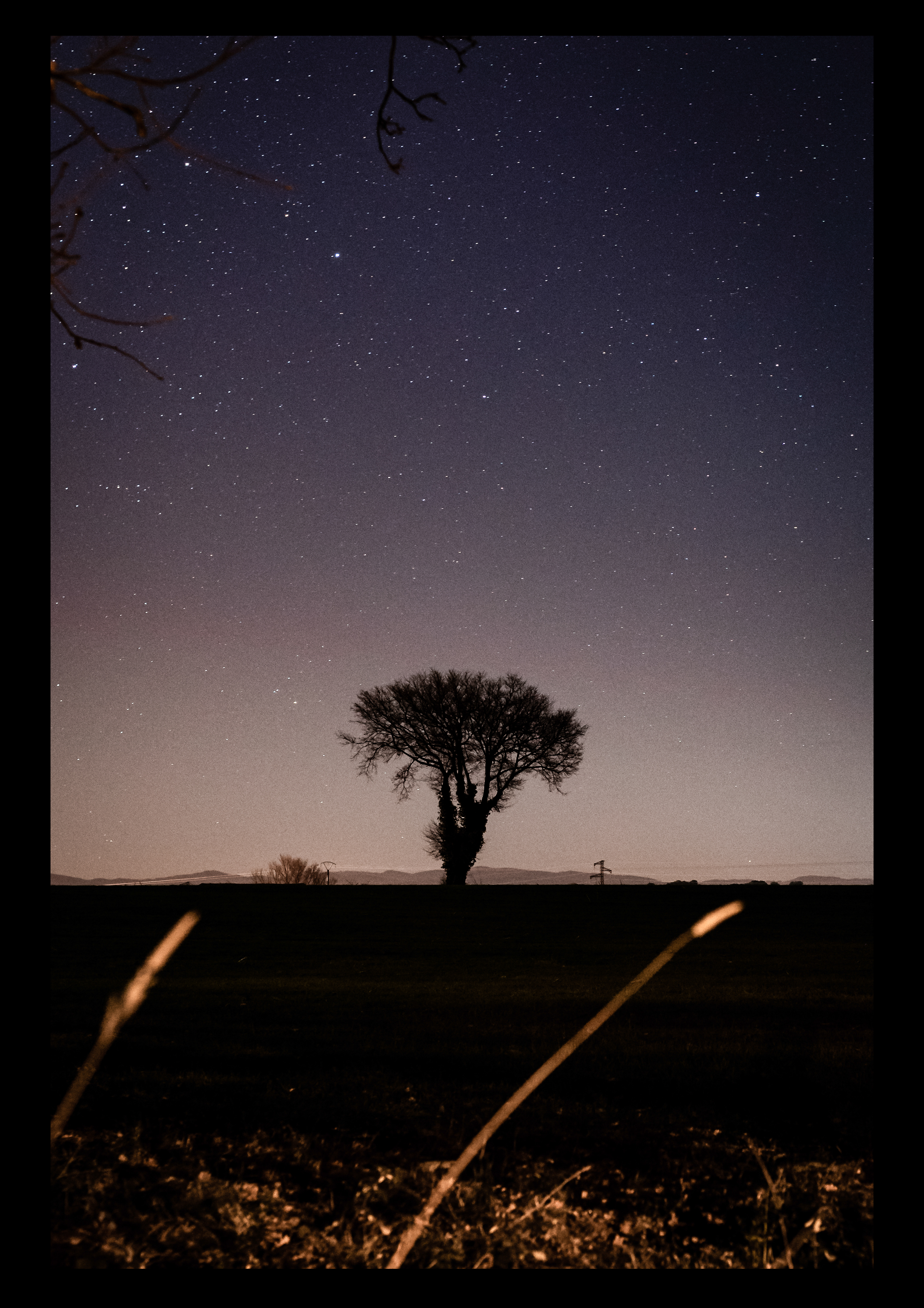 Arbre solitaire - Aude