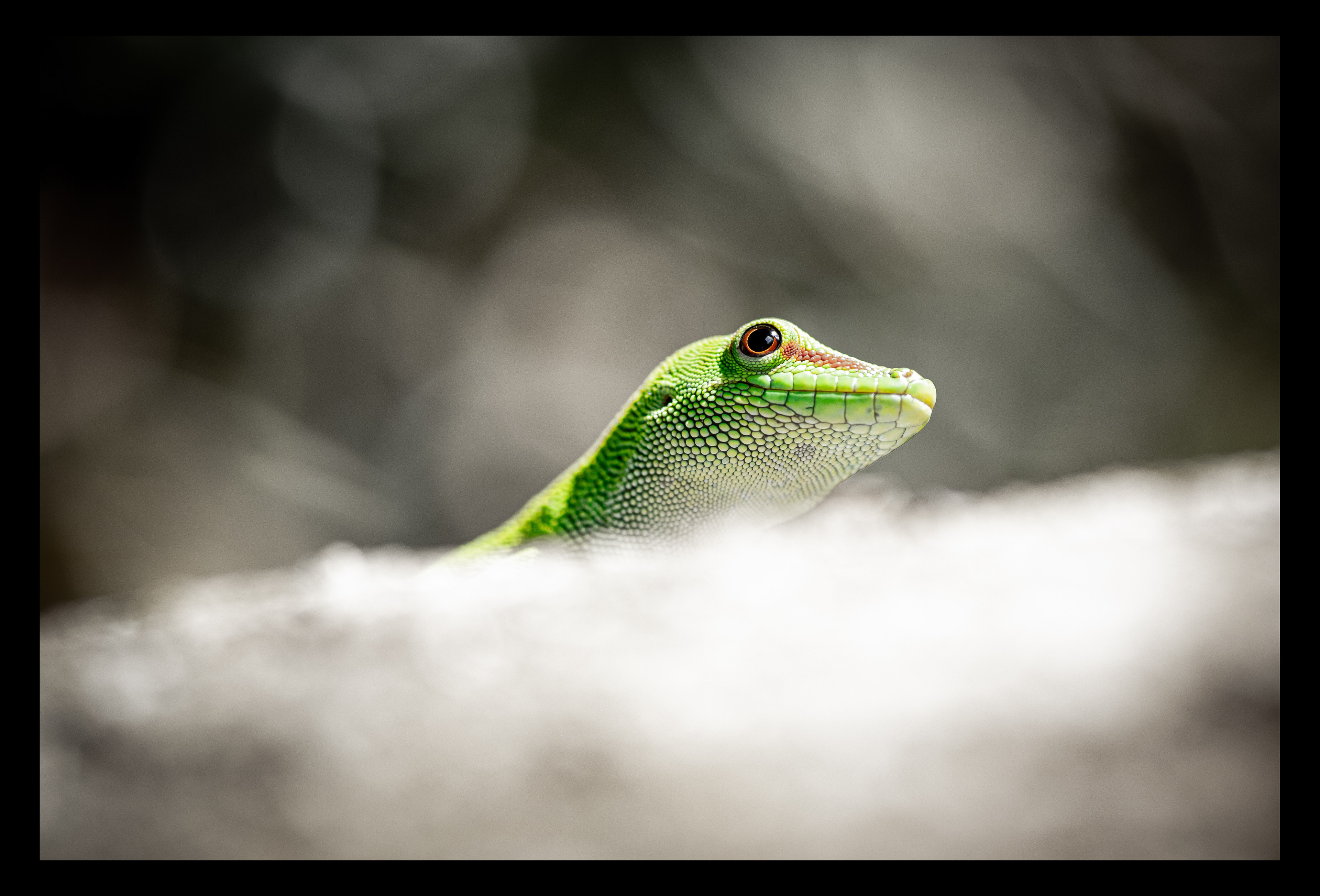 Gecko vert - Ile de la Réunion
