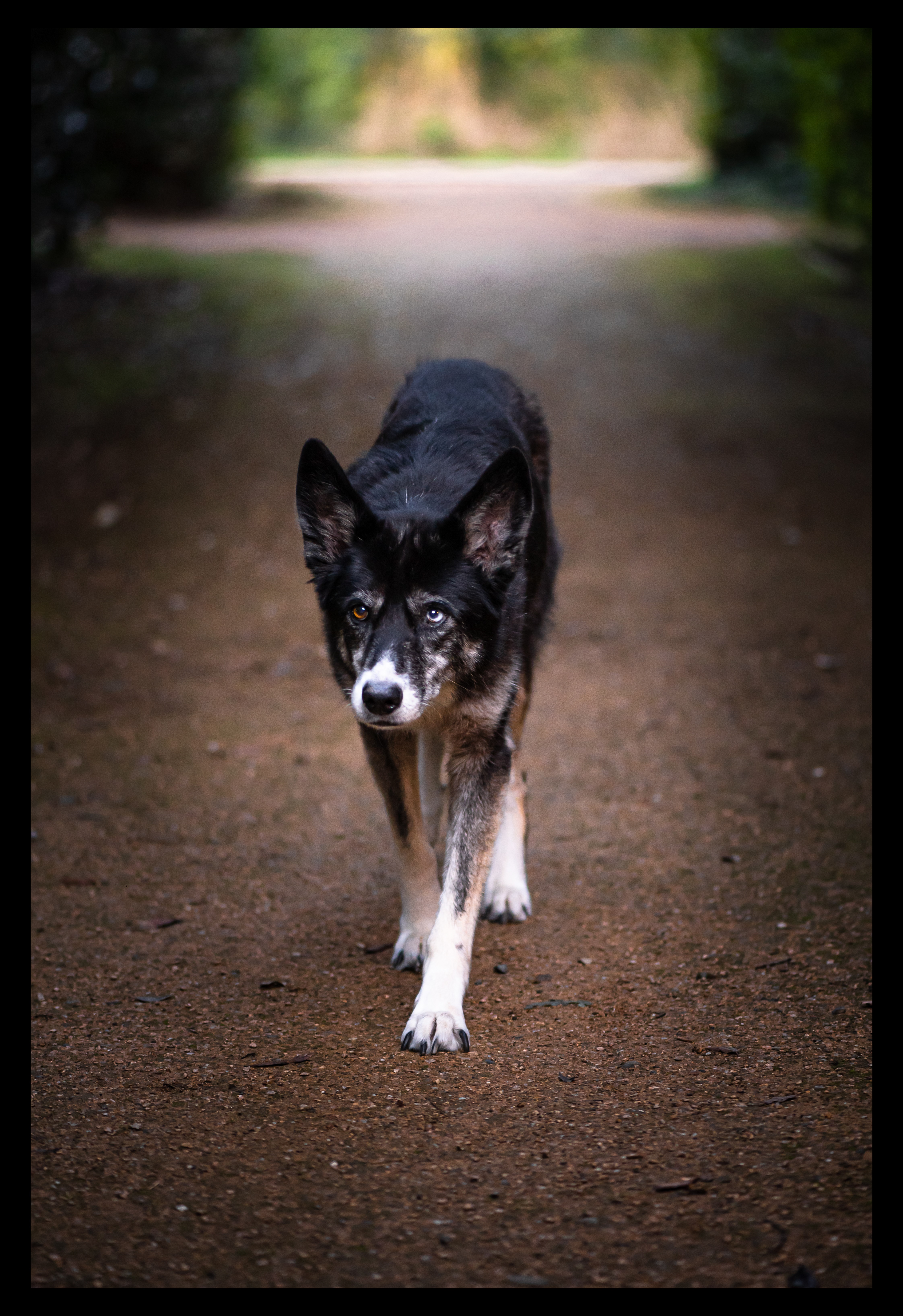 Chien aux yeux veyrons - Toulouse