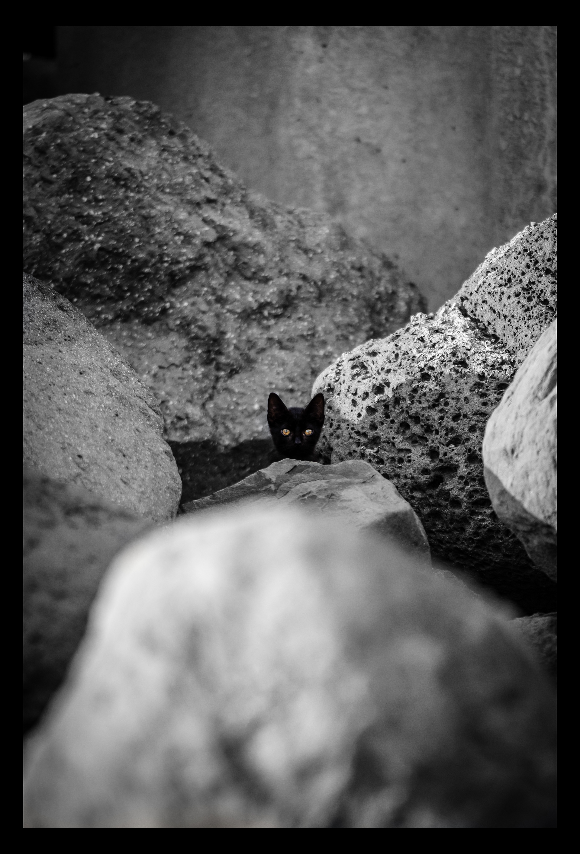 Chaton sauvage - Ile de la Réunion