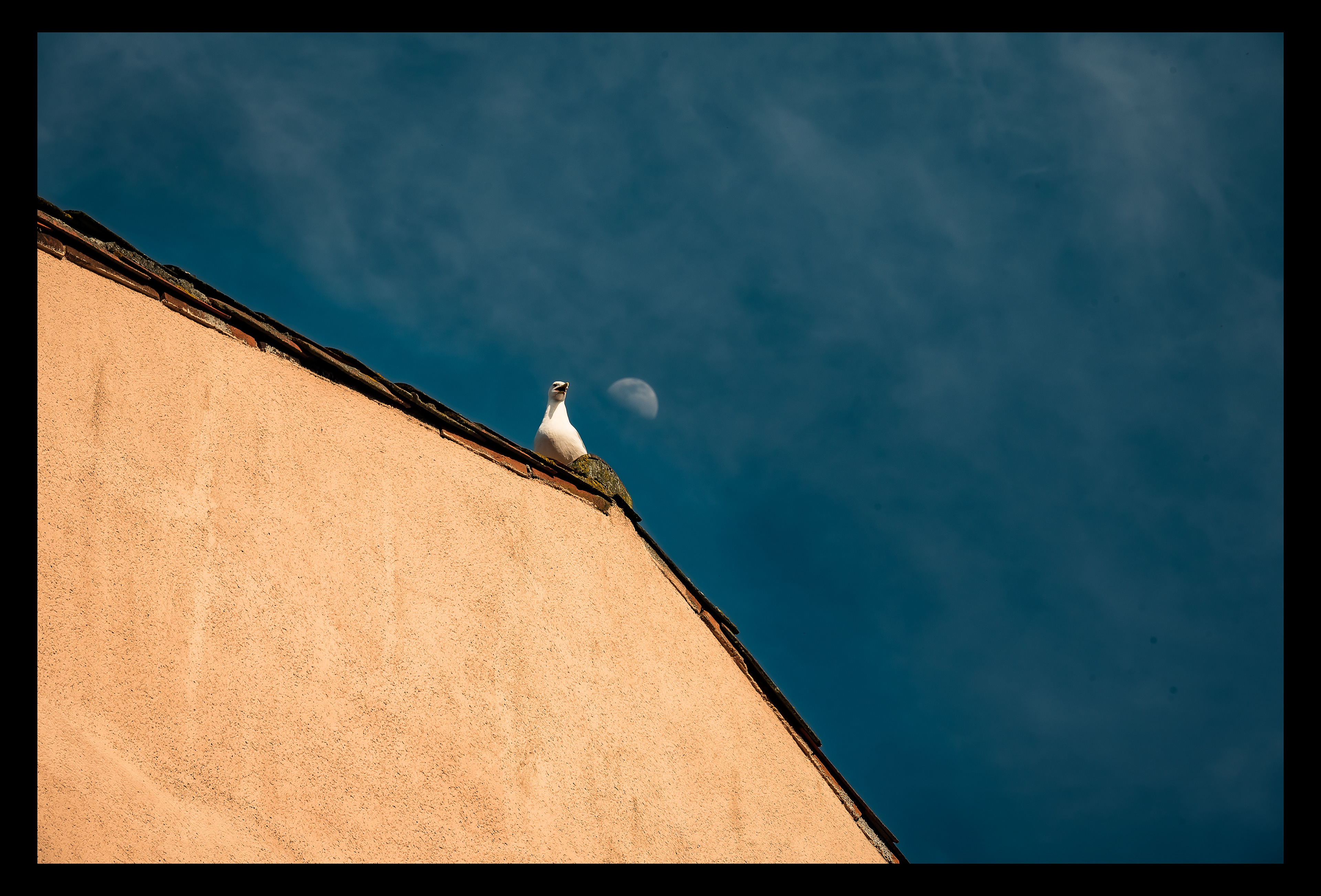 Mouette et demie lune - Toulouse