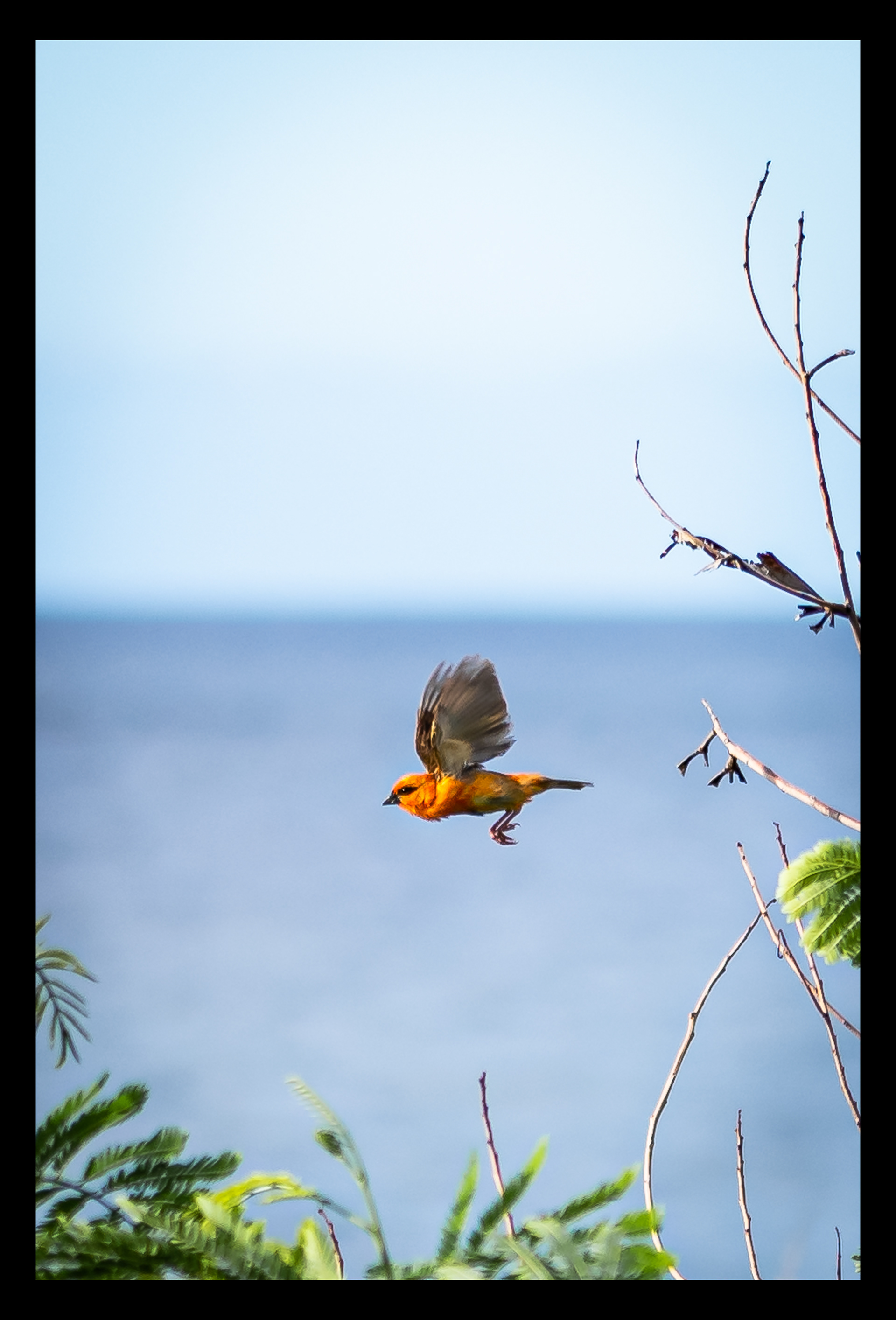 Cardinal - Ile de la Réunion