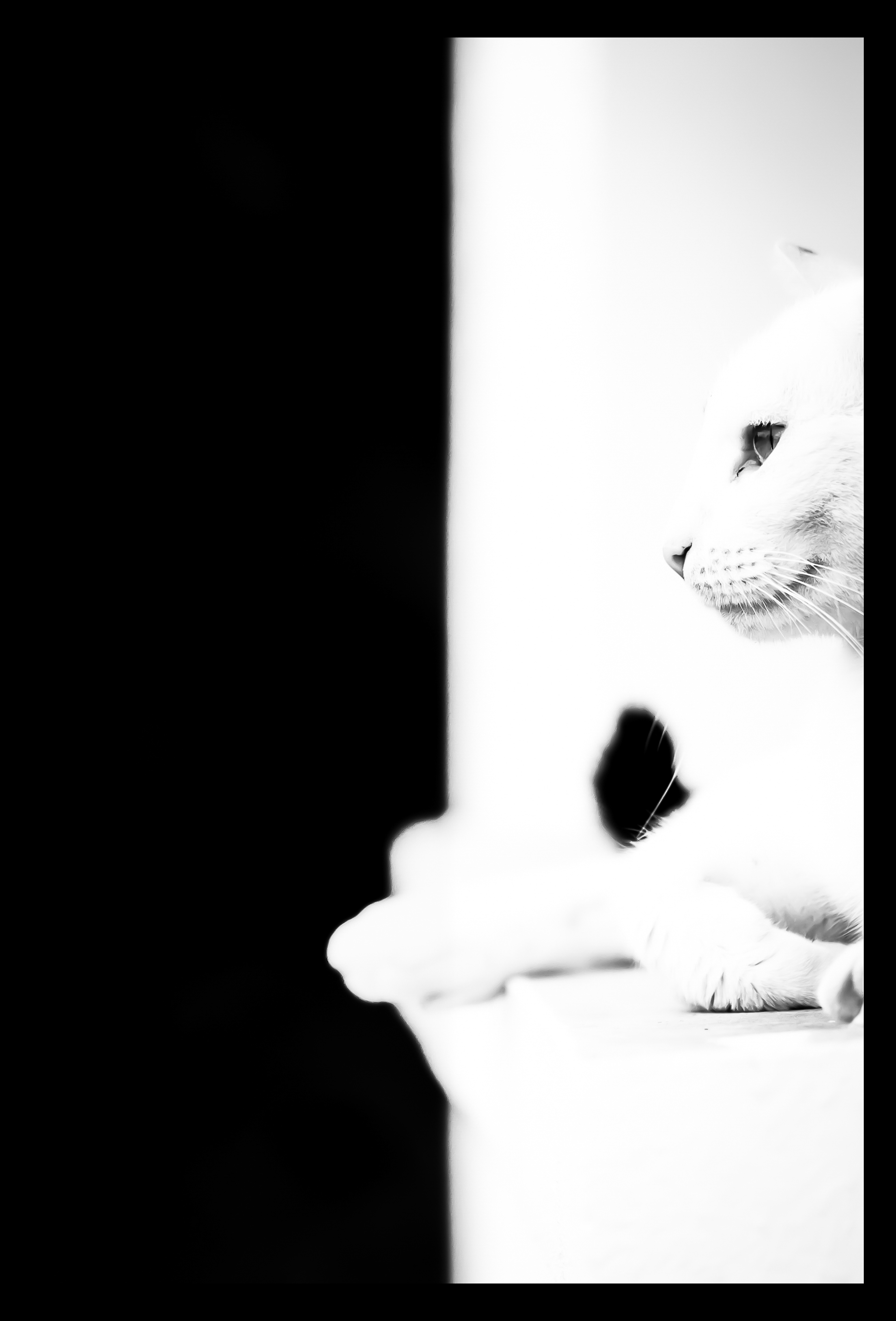 Chat domestique - Montauban