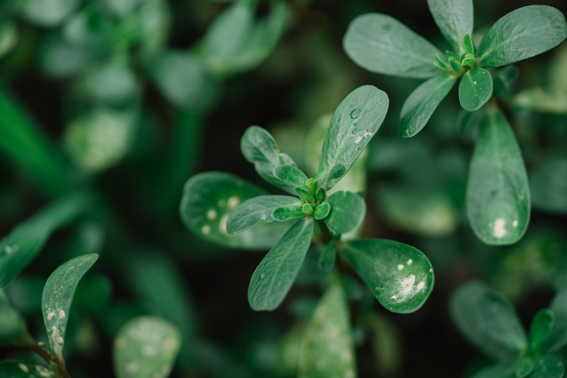 229/365 Macro Moments