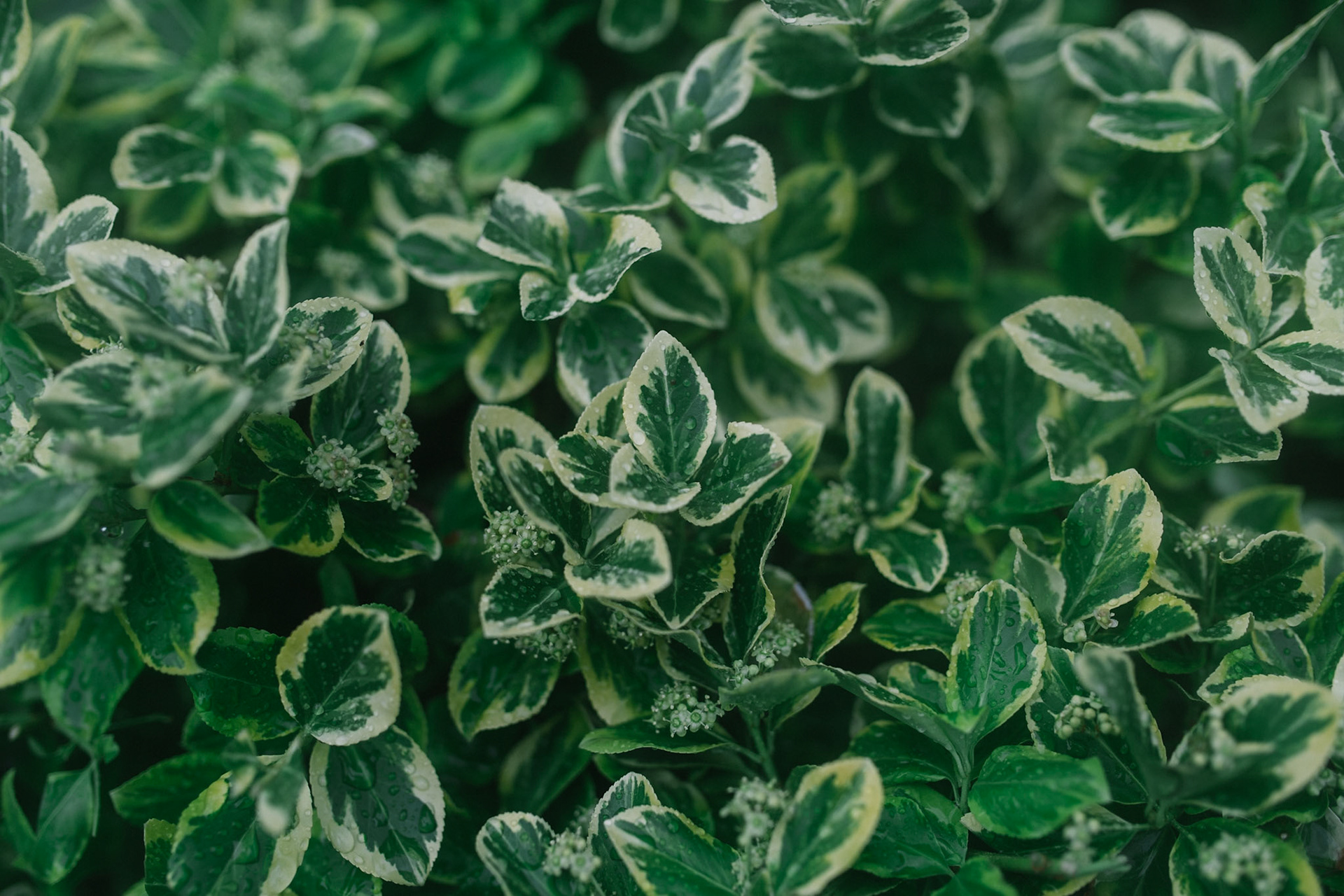 169/365 Afternoon Showers