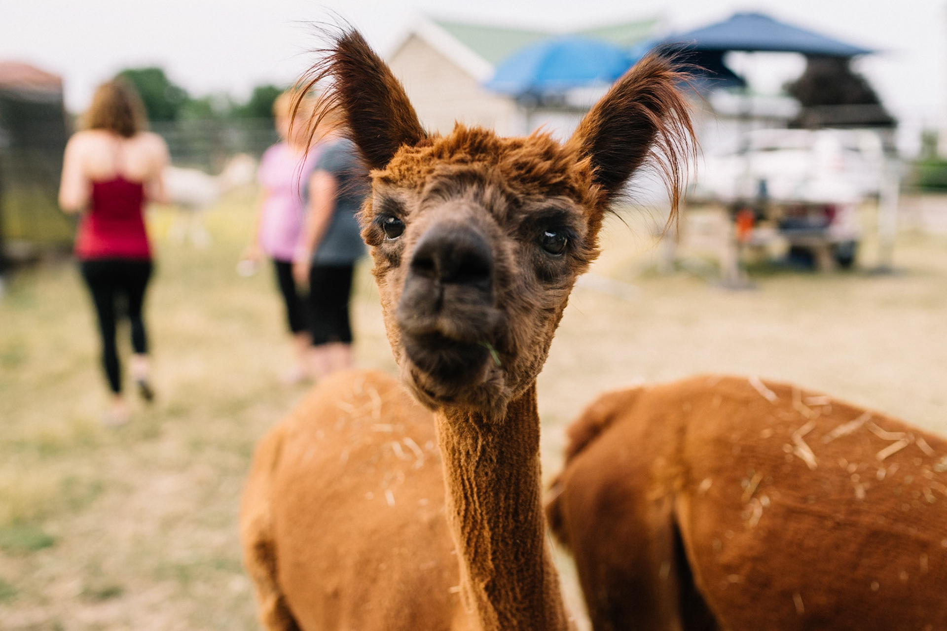193/365 Yoga with Alpacas