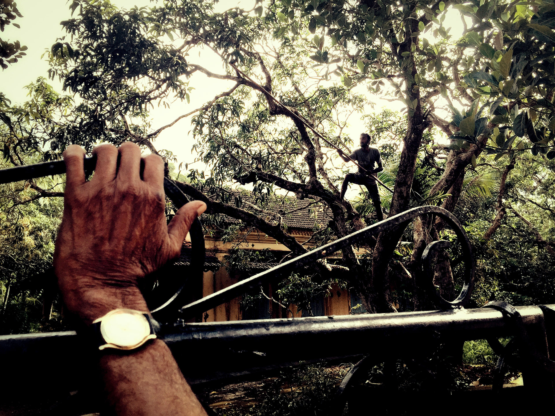 Fruit Time. Goa, 2015