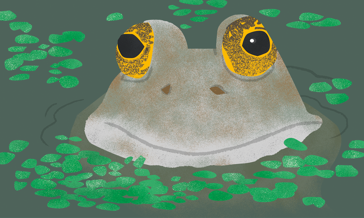 POND LIFE | illustration from family nature activity book, Explore The Elements