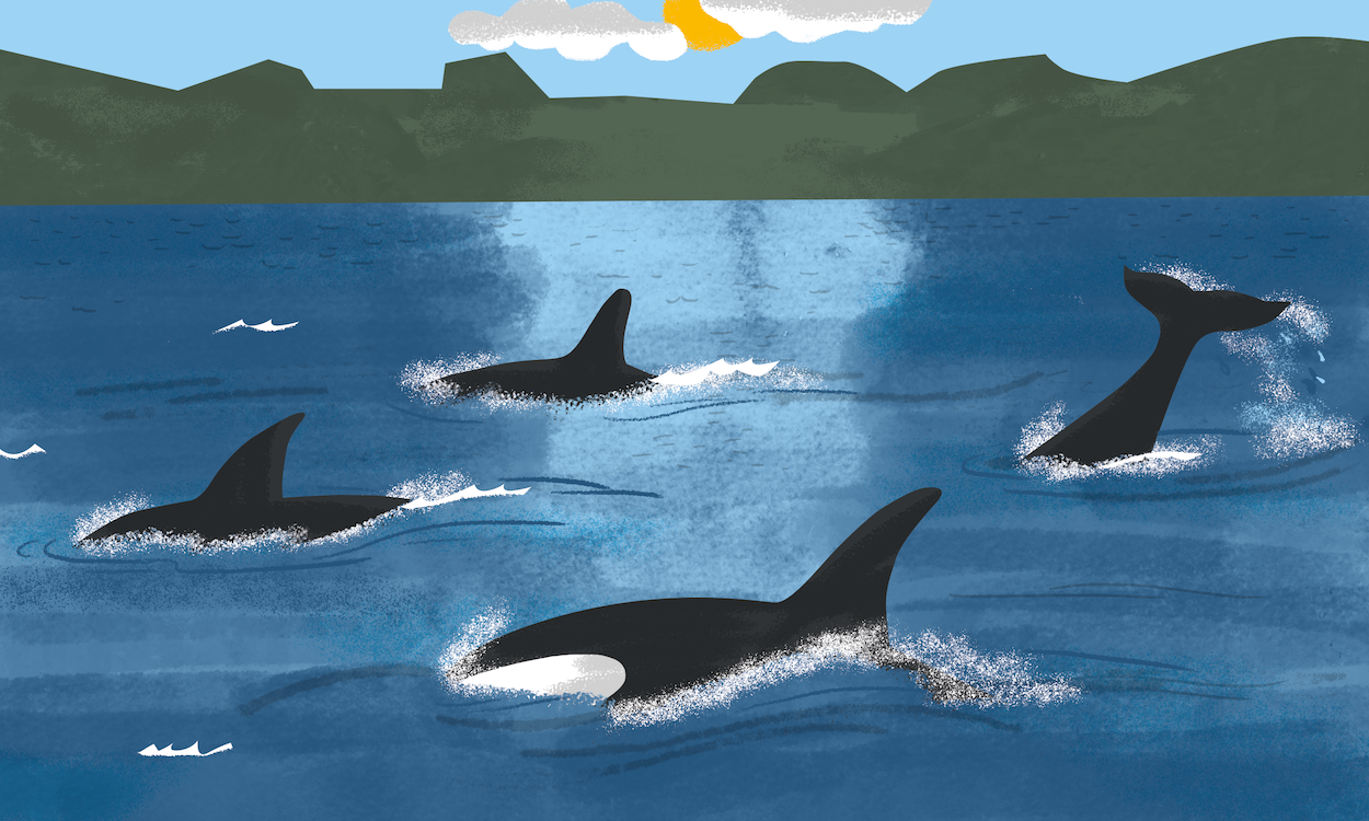 NEIGHBOURHOOD NATURE WATCH | illustration from family nature activity book, Explore The Elements