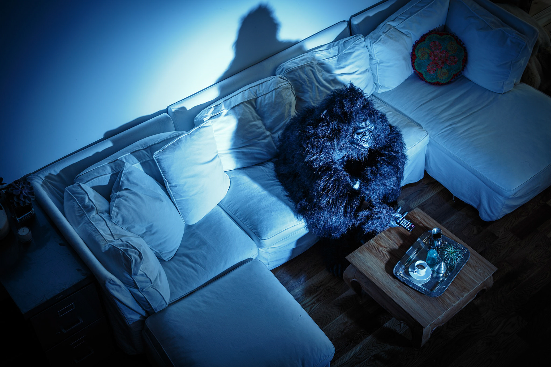 Gorilla Lifestyle in Brooklyn New York