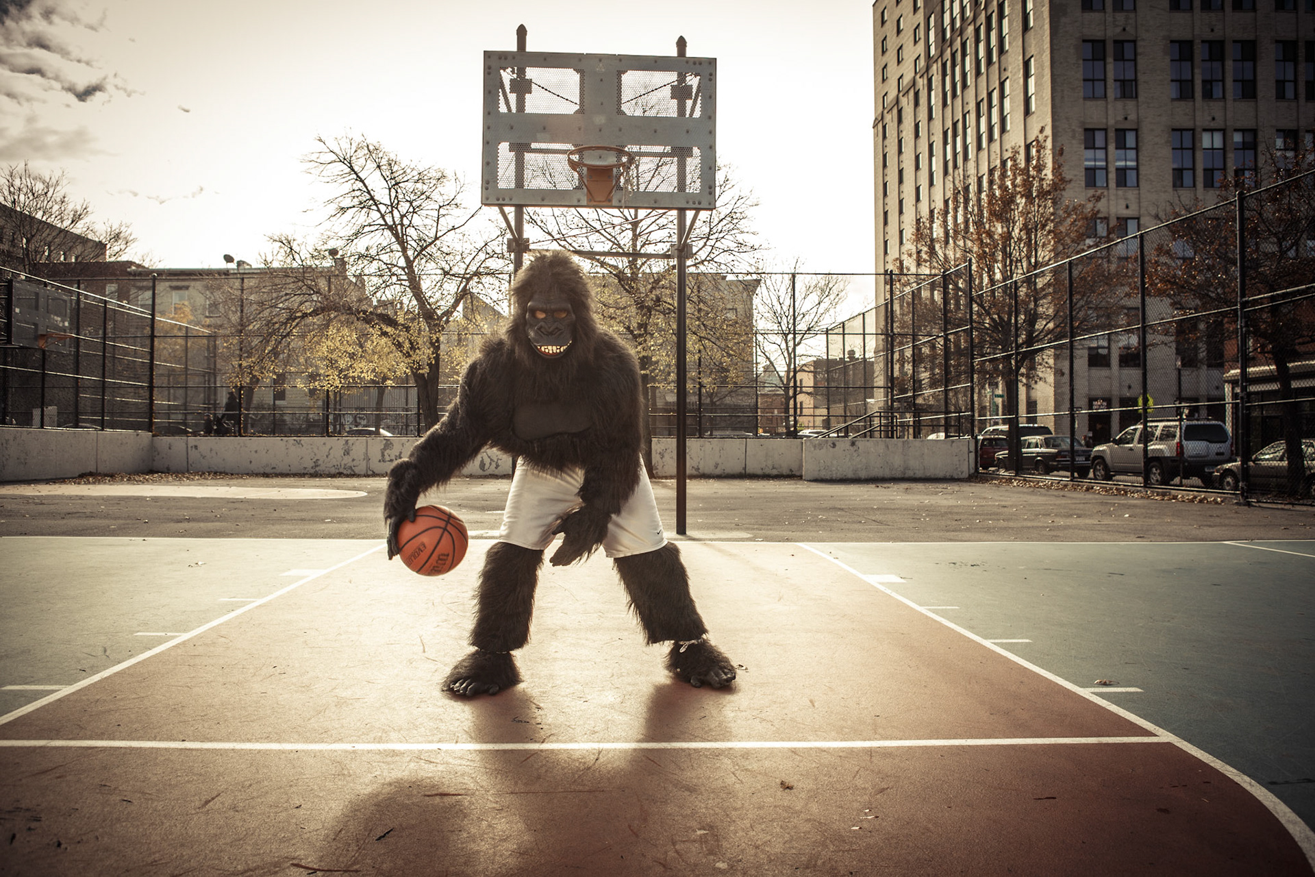 Gorilla Lifestyle in Brooklyn New York