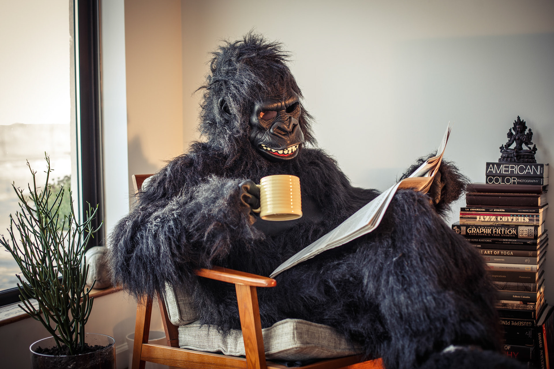 Gorilla Lifestyle in Brooklyn New York