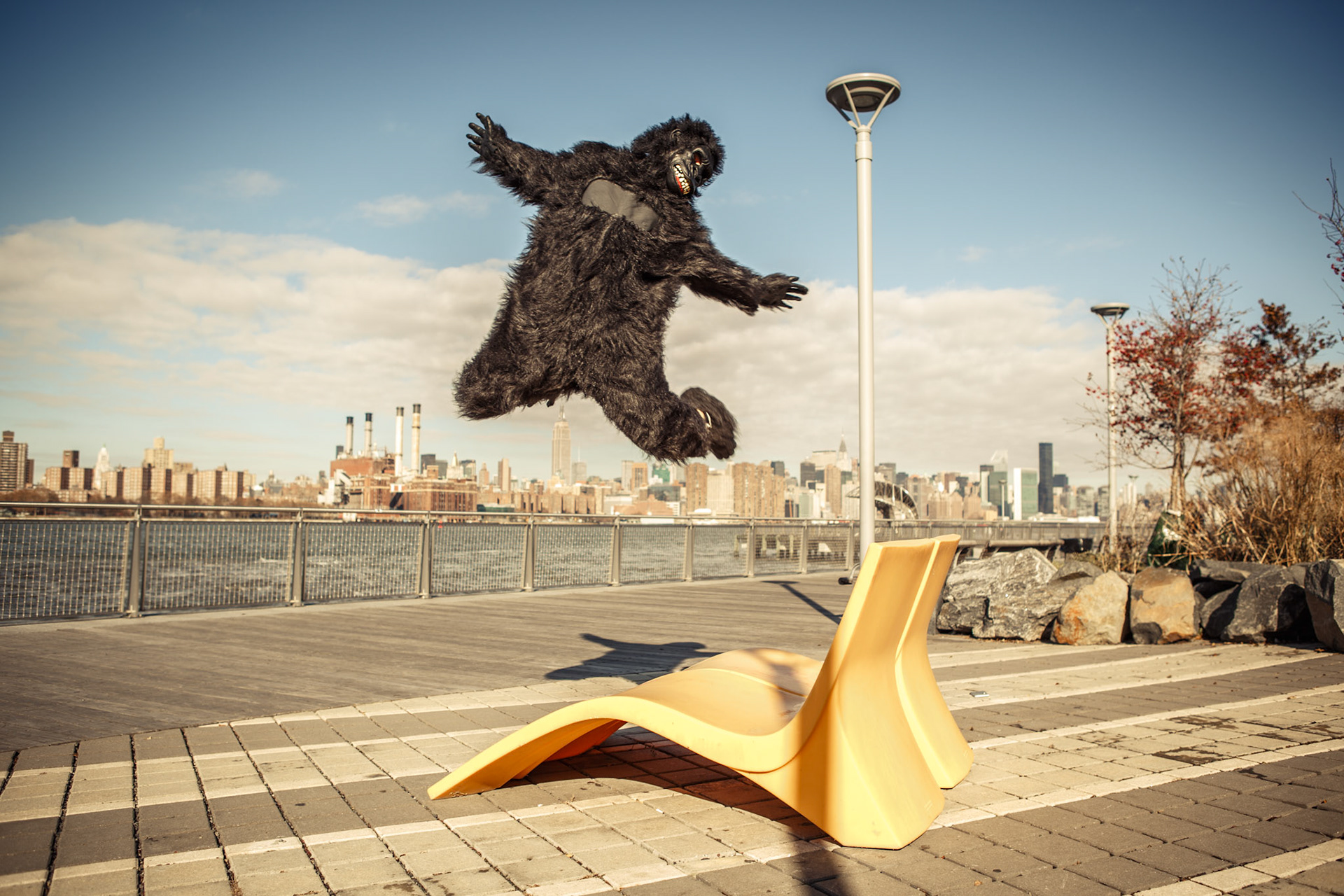 Gorilla Lifestyle in Brooklyn New York