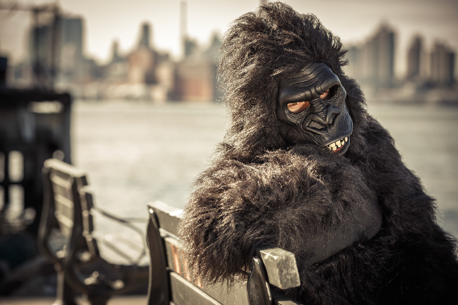 Gorilla Lifestyle in Brooklyn New York