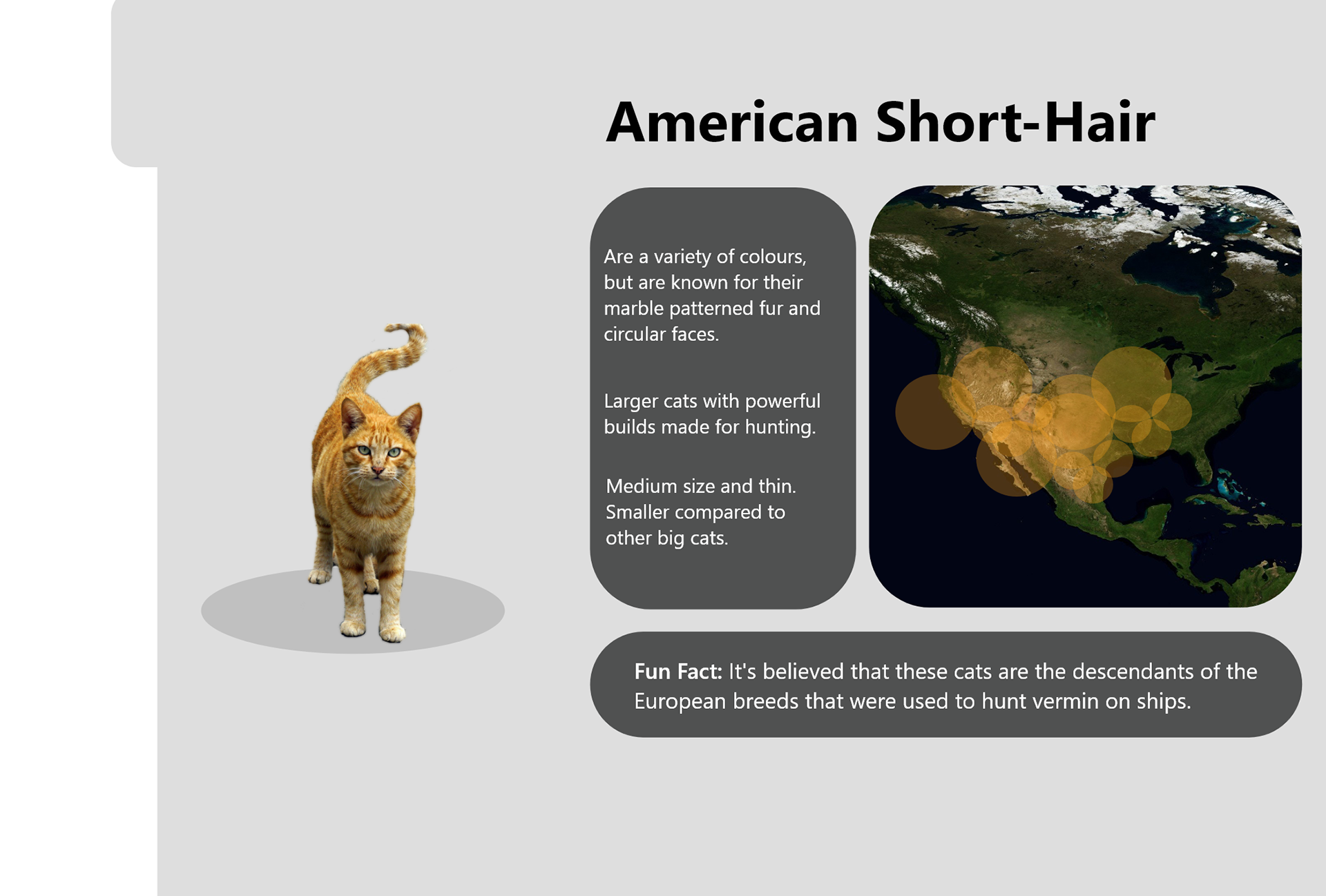 American Short-hair Info