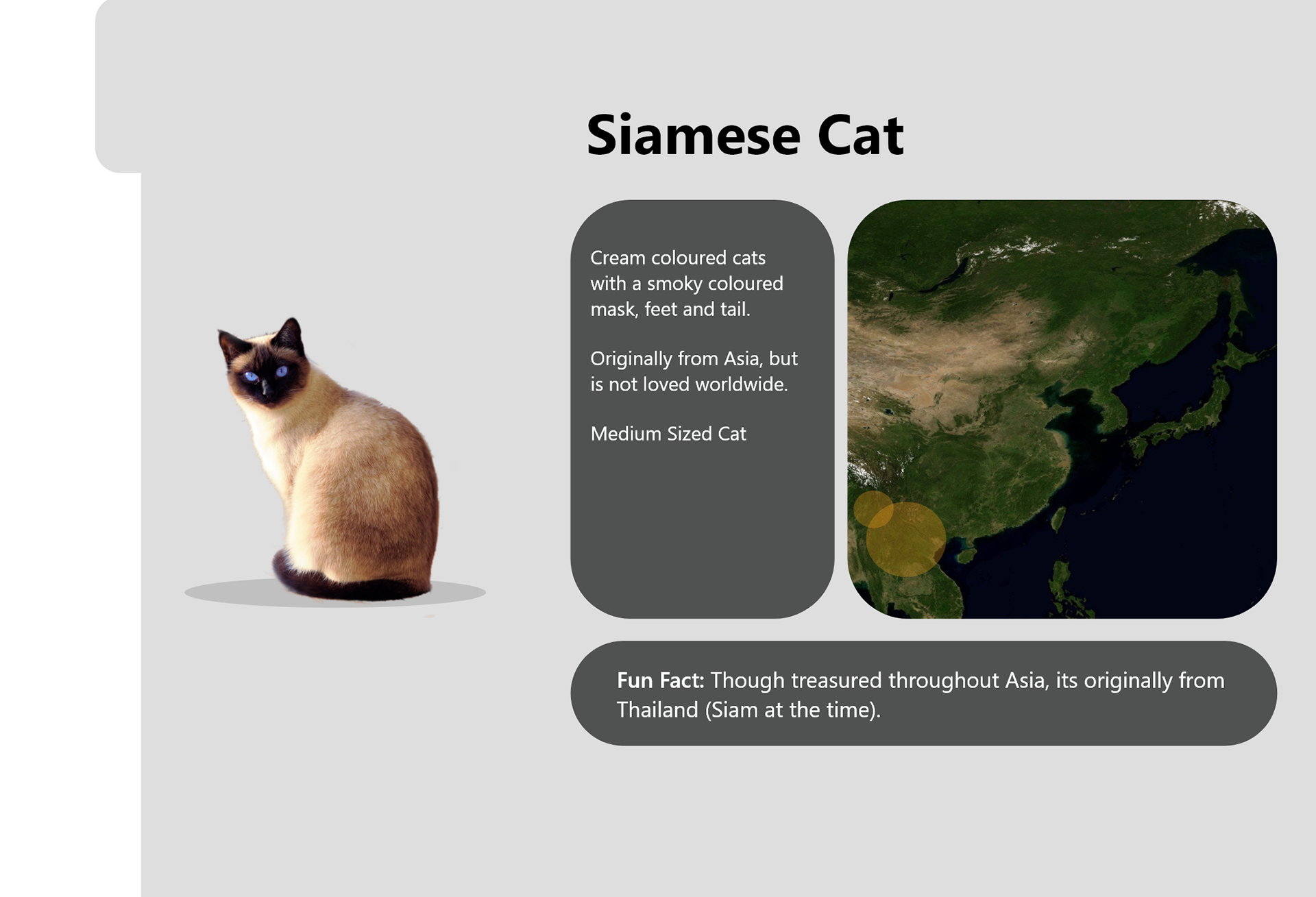 Siamese Info