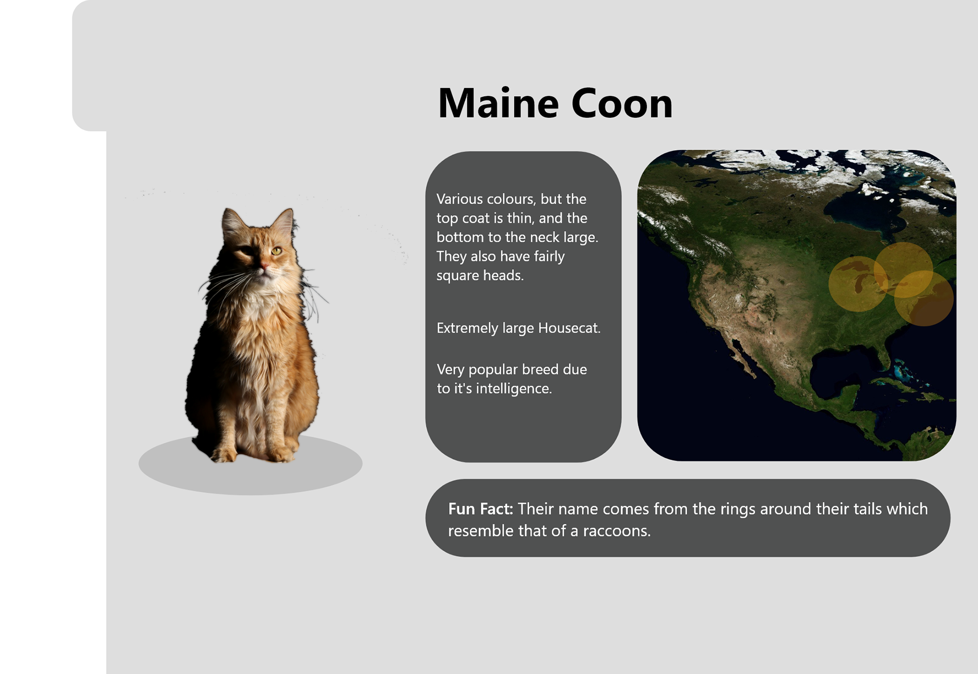 Maine Coon Info