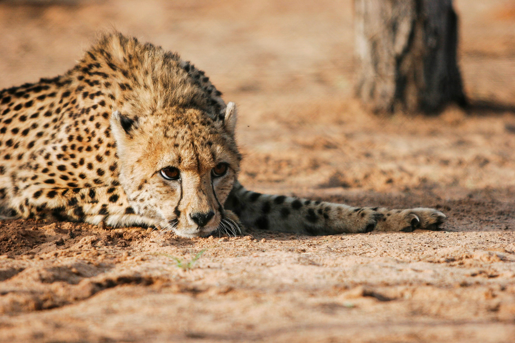 auch ein Gepard ruht gerne