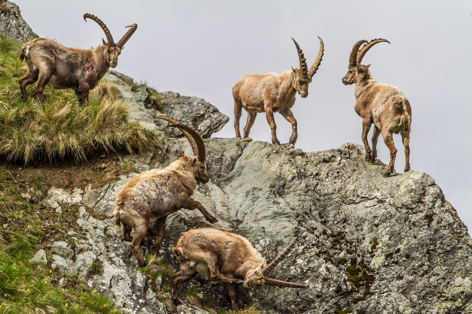 Rangkämpfe am Großglockner