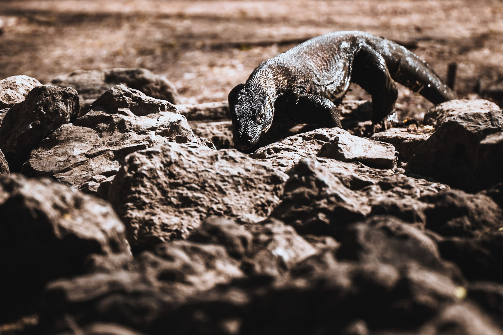 ein jugendlicher Komodowaran