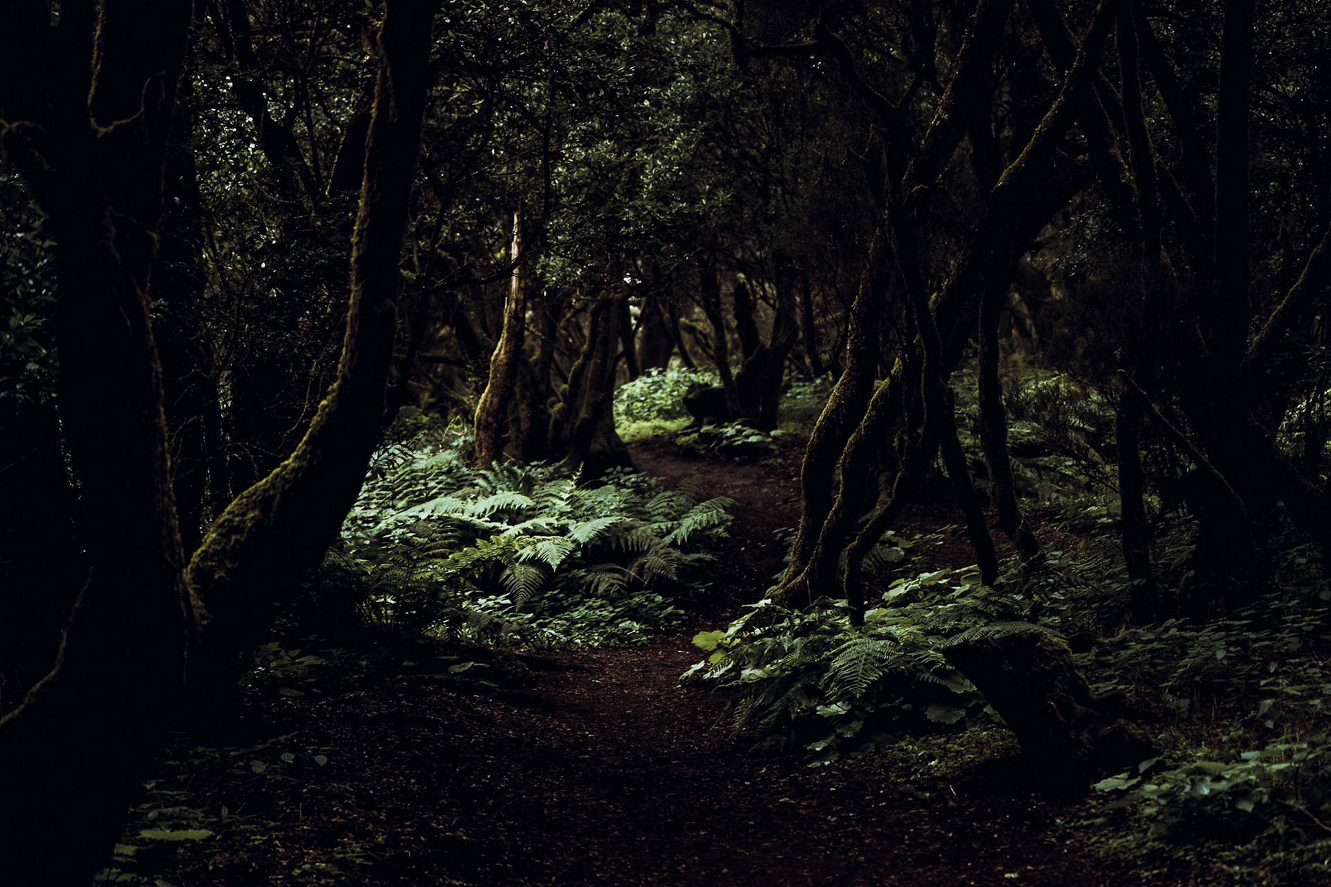 Im Lorbeernebelurwald La Llanía