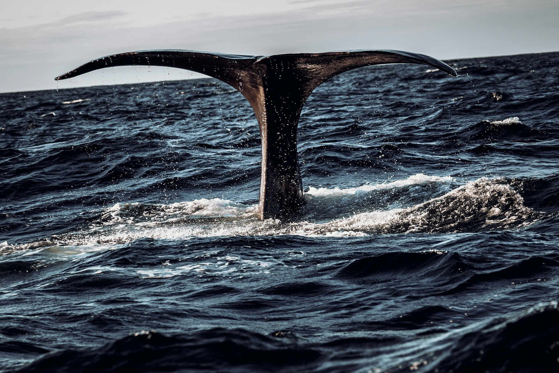 .... und ist erst 40min später wieder zu sehen