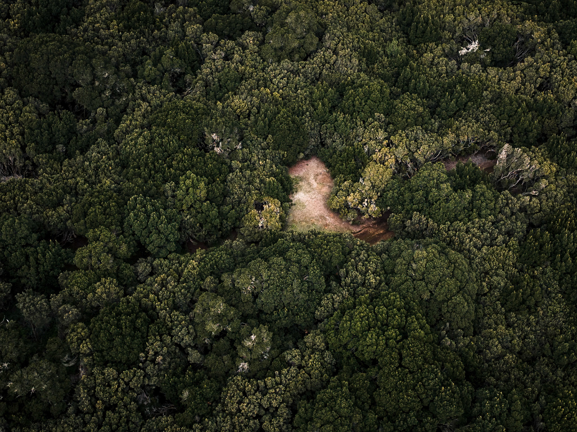 Über dem Lorbeerwald