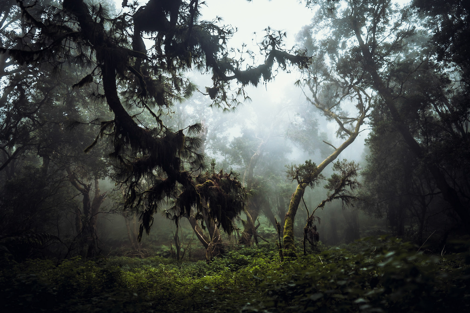 Was sich die beiden Bäume wohl zu sage haben?