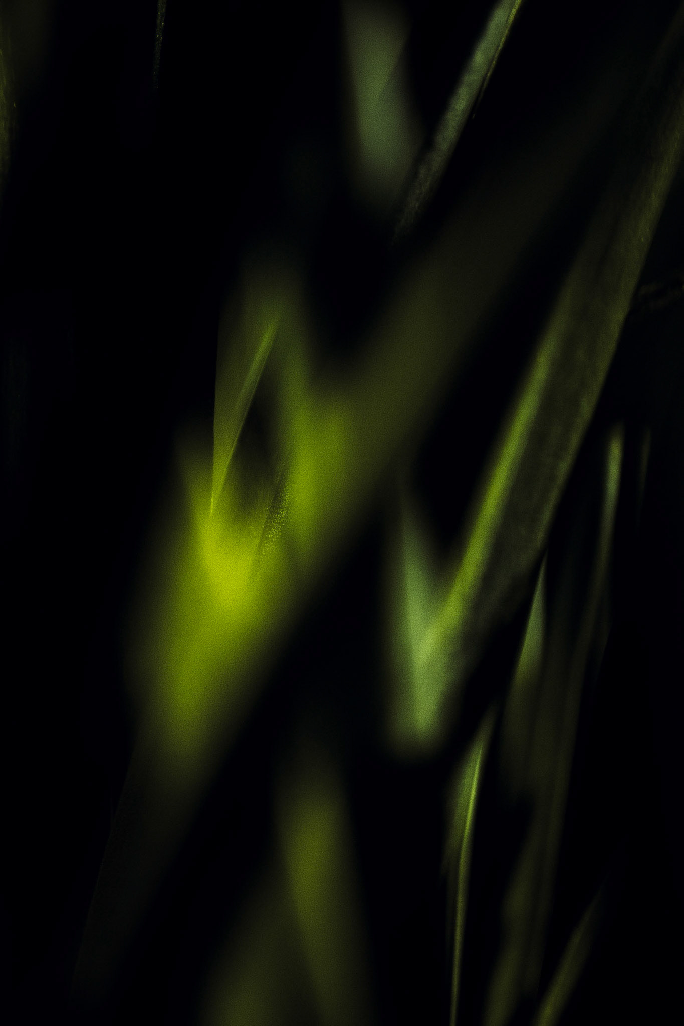 Geheimnisvolles Gras