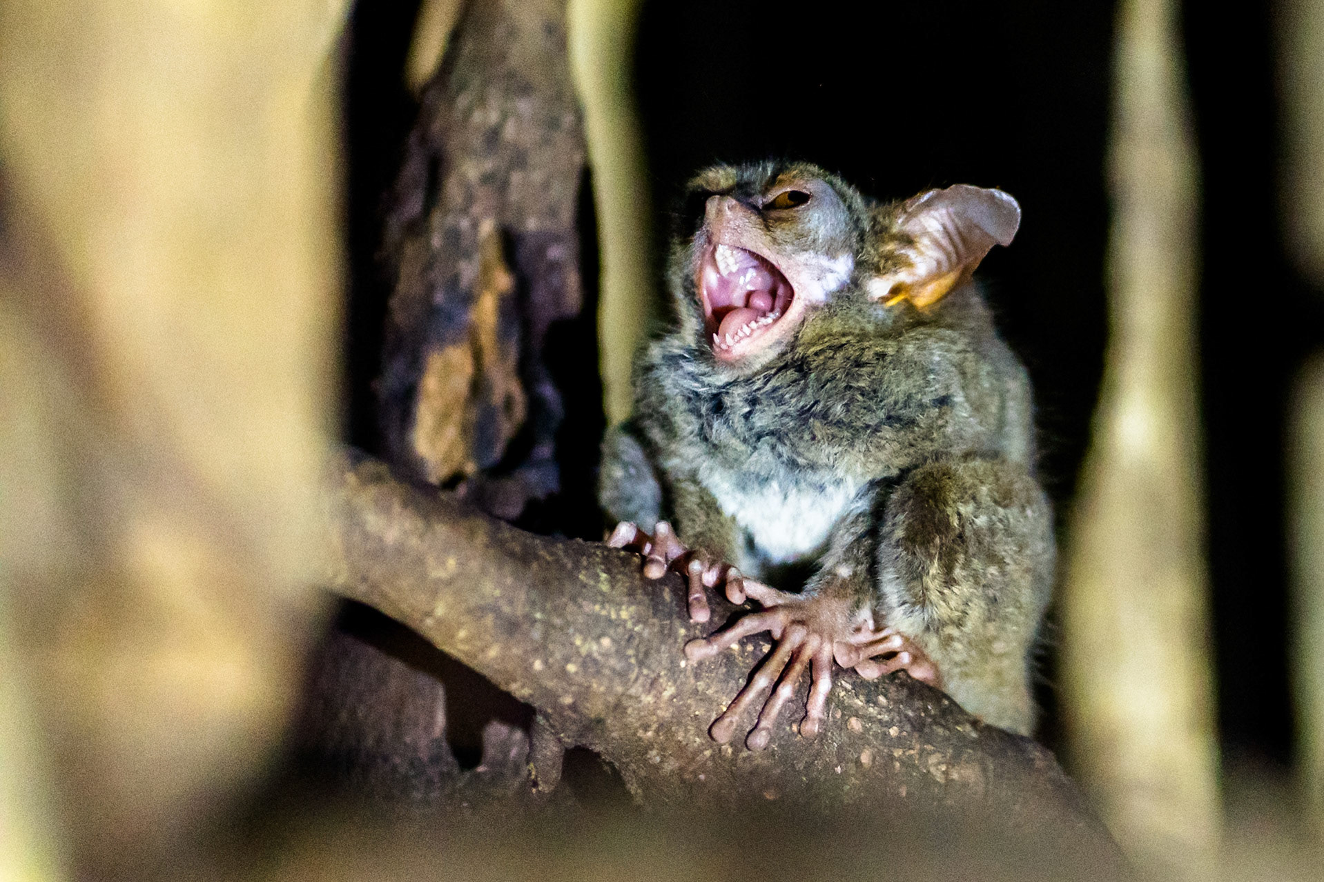 Ein müder Koboldmaki