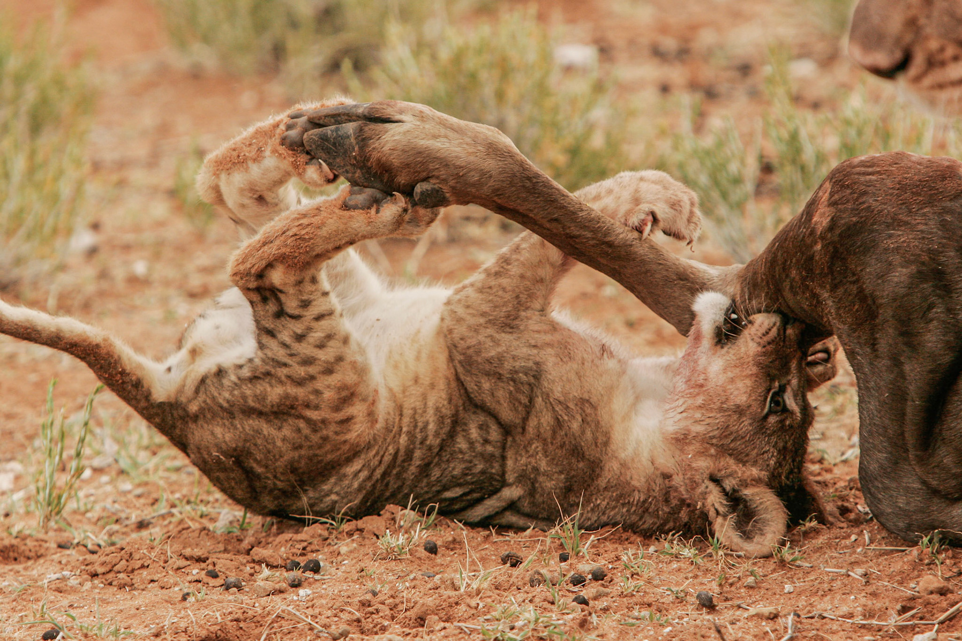 ... kuschelt ein Löwenbaby mit einem Gnubein