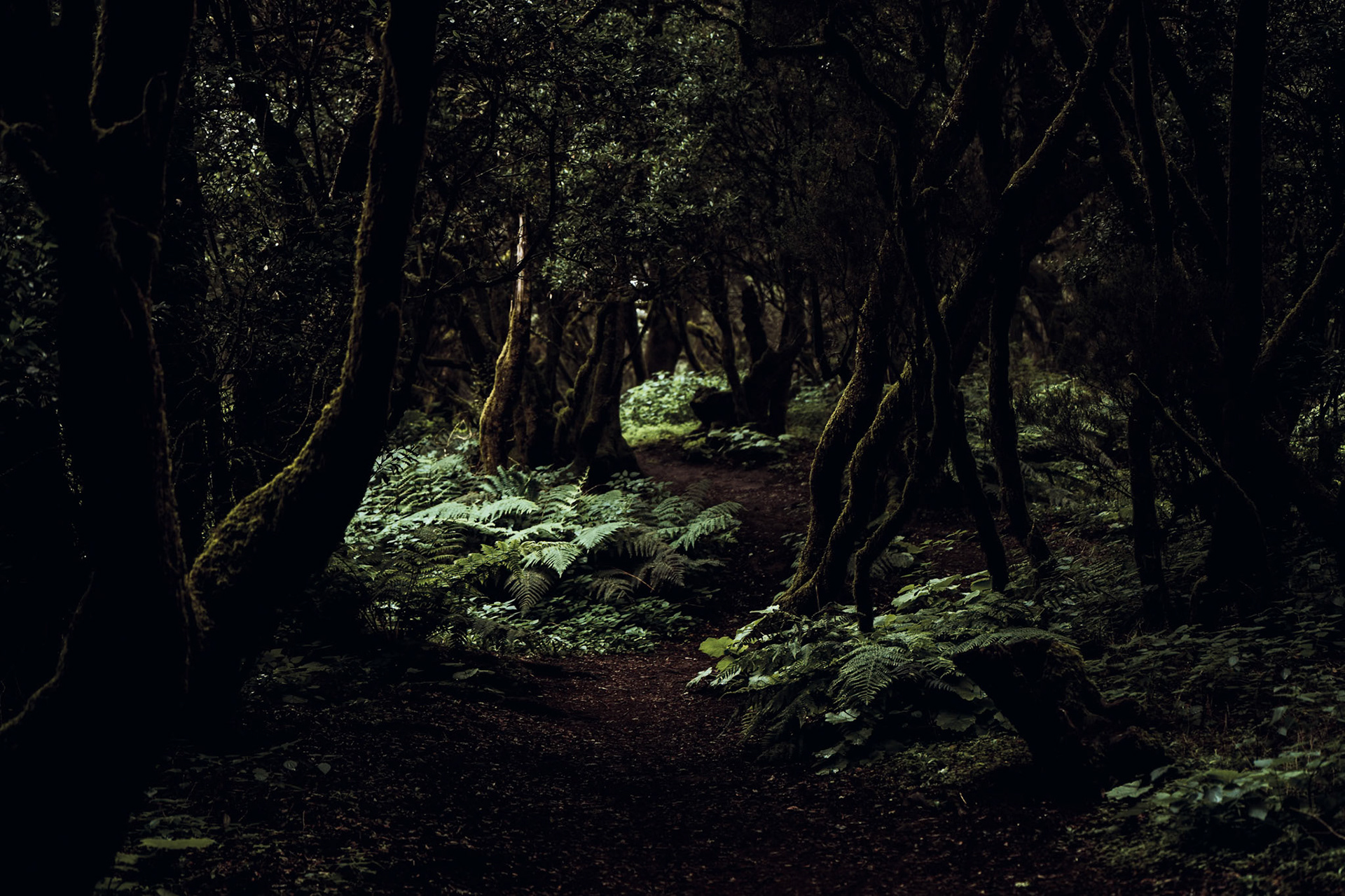Im Lorbeernebelurwald 
