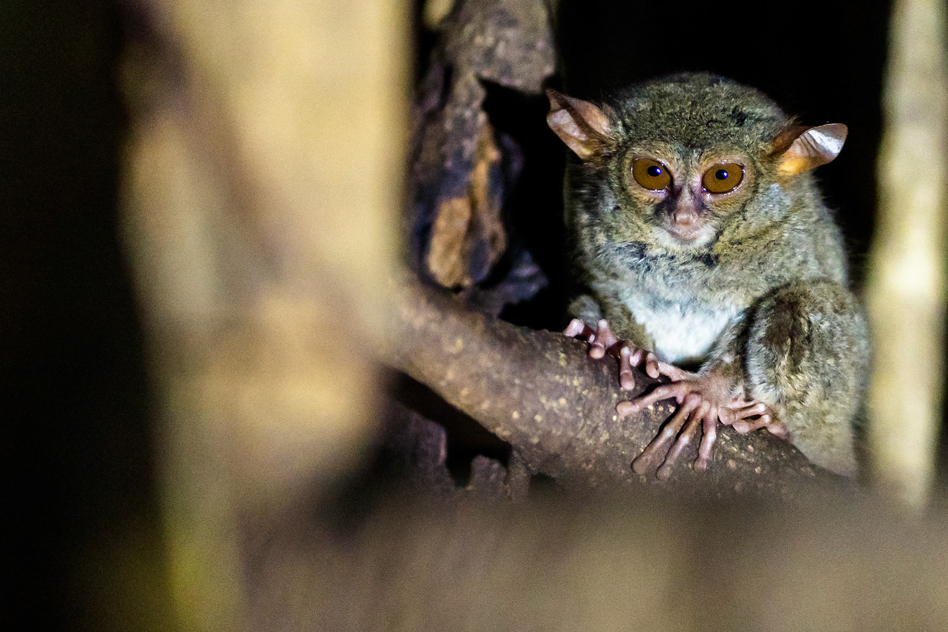 ein winziger Koboldmaki, nachts im Dschungel