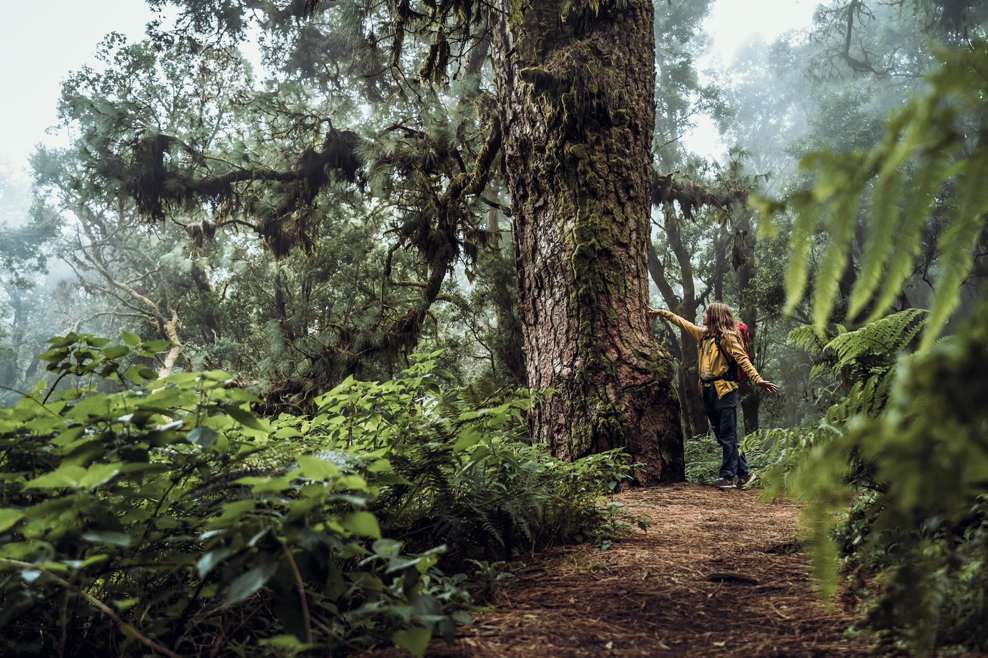 Im Lorbeernebelurwald 