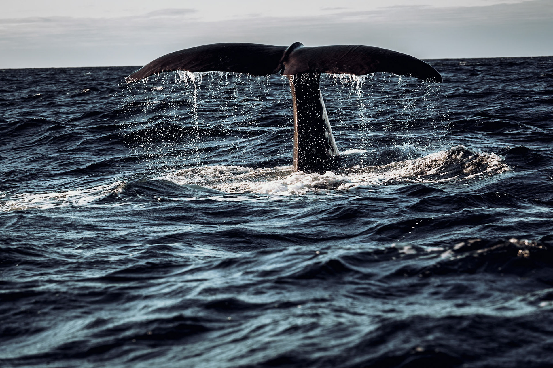 Der Pottwal taucht ab