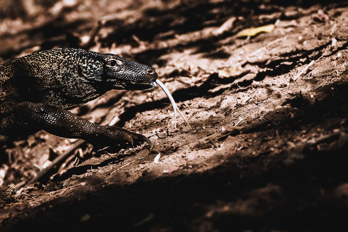 Komodowaran auf Essensjagd