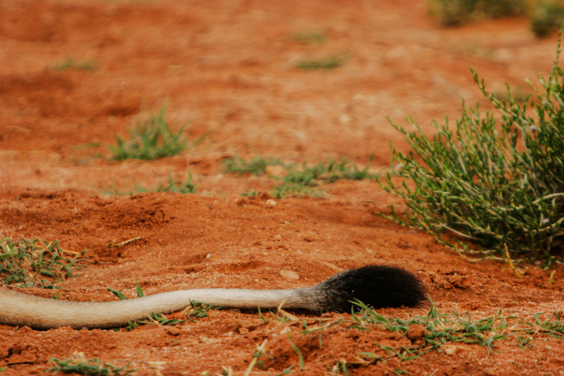 in der wilden Kalahari ... 