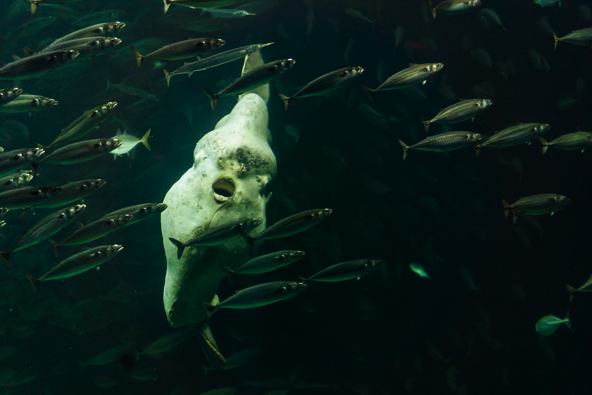 Mondfisch mit Begleitung