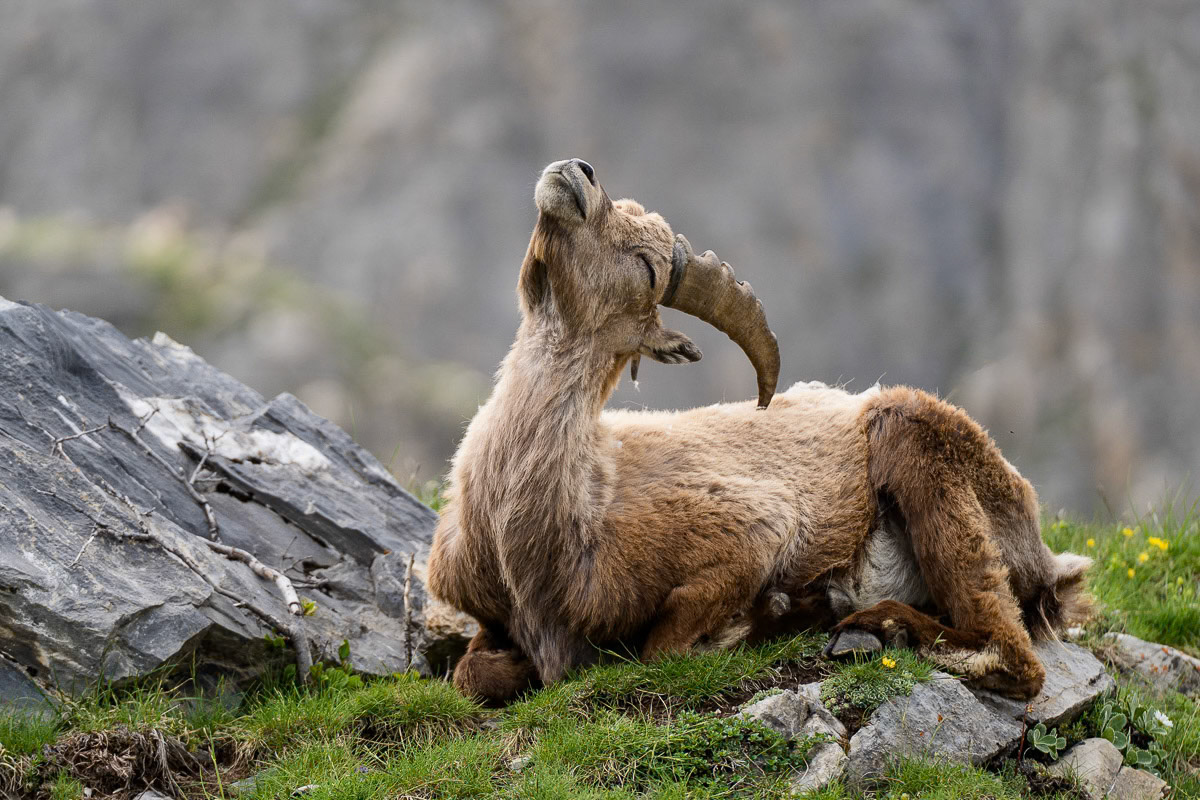 Steinbock in den Alpen