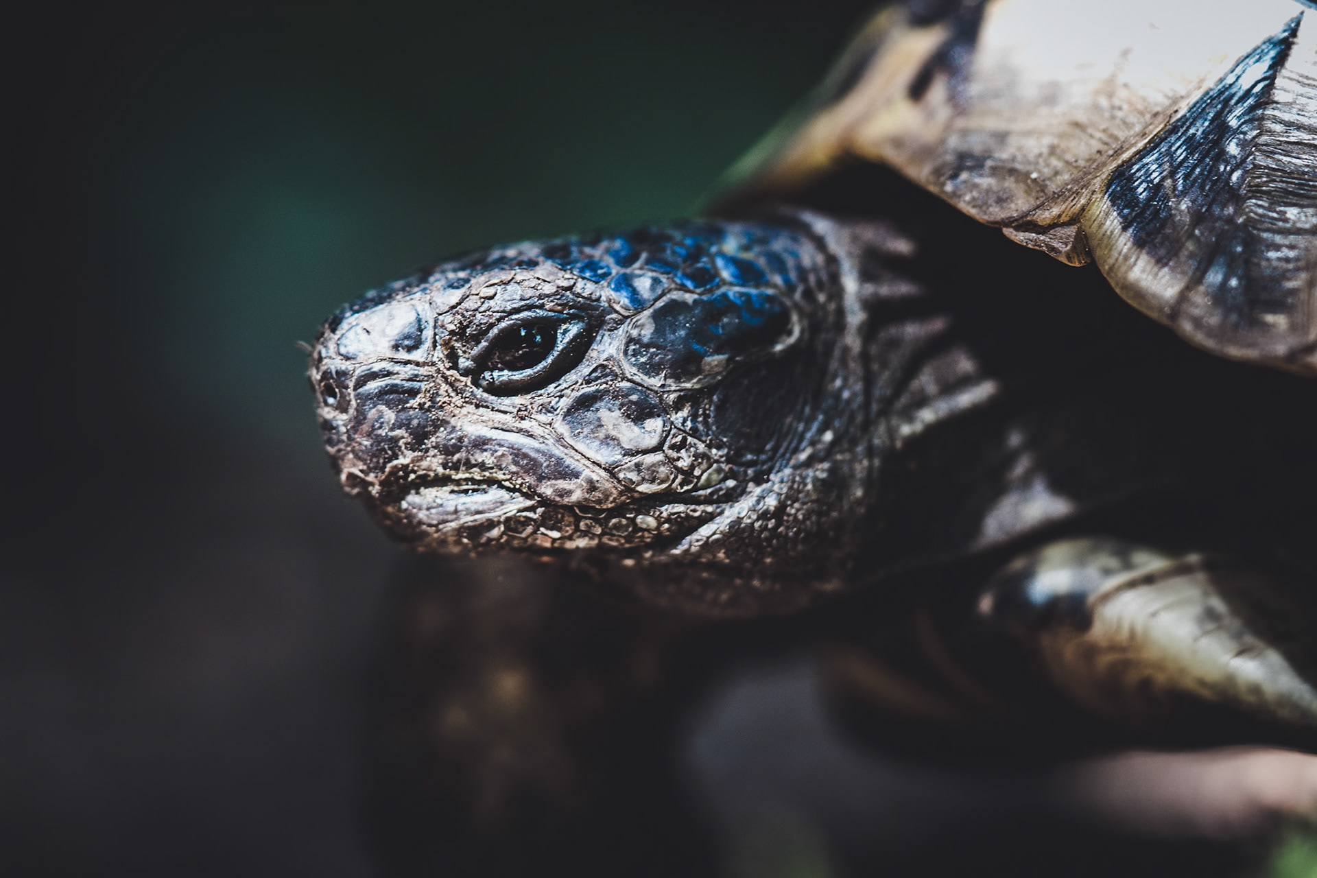 Eine fremde Schildkröte in meinem Garten