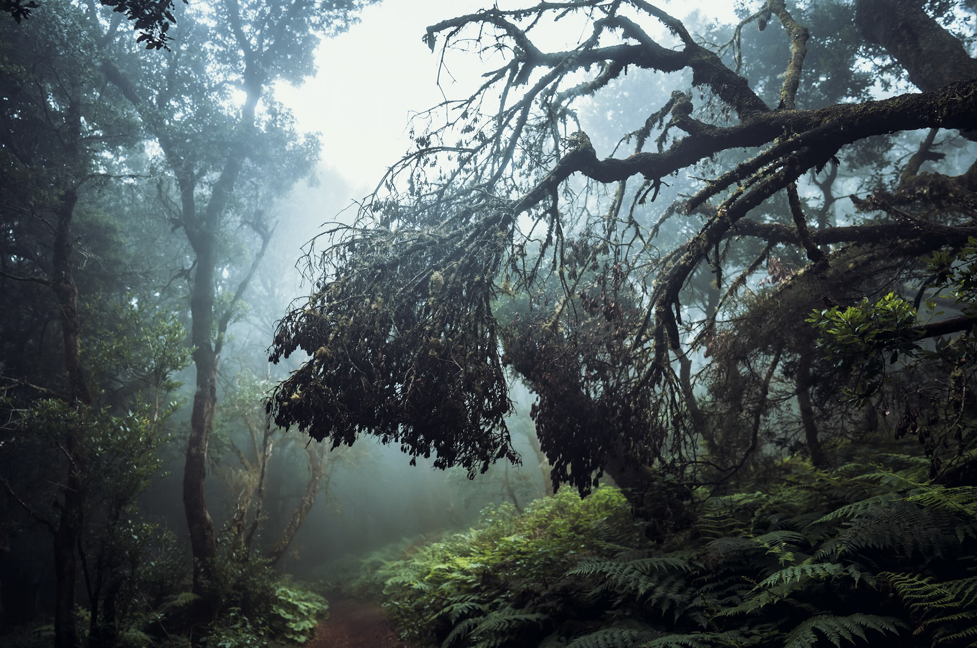Im Lorbeernebelurwald 