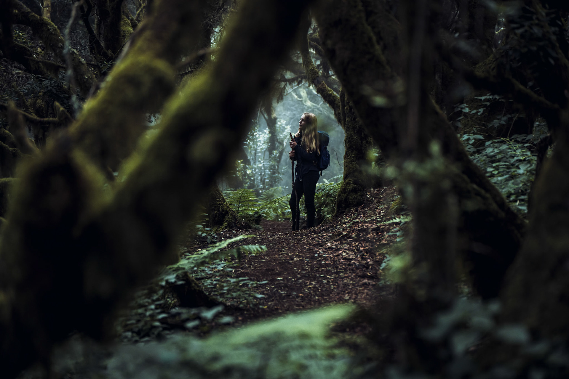 Im Lorbeernebelurwald 