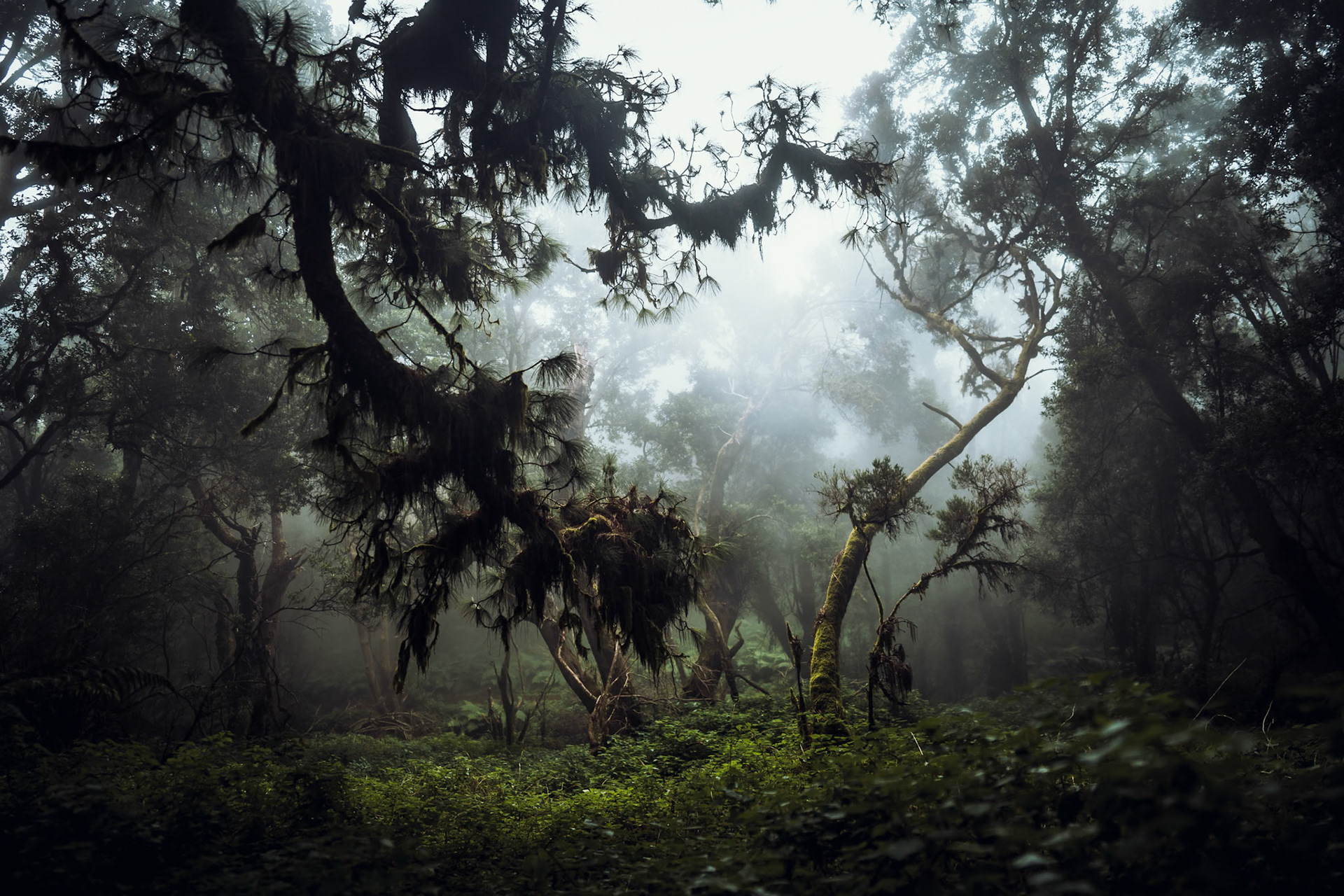 Im Lorbeernebelurwald 