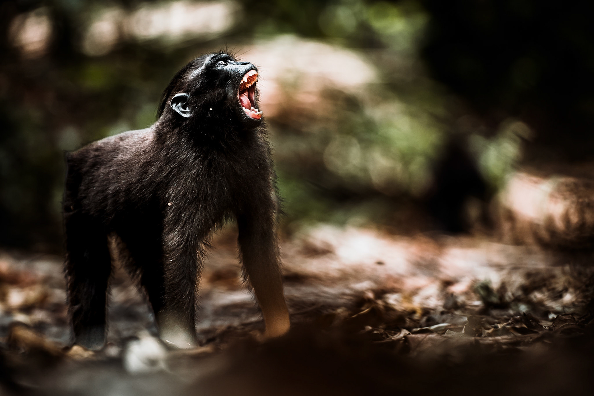 Sein Brüllen ist im Dschungel weit zu hören